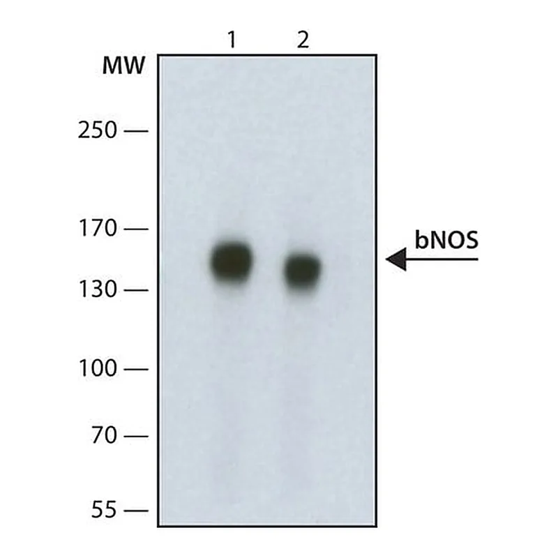 Merck Monoclonal Anti-Nitric Oxide Synthase, Brain (1-181) antibody produced in mouse
