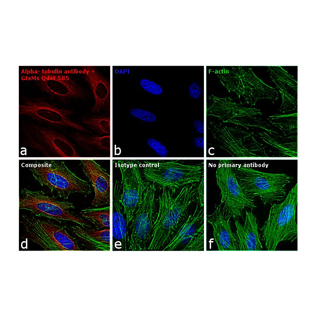 Thermo Fisher Scientific F(ab`)2-Goat anti-Mouse IgG (H+L) Secondary Antibody, Qdot 585