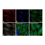 Thermo Fisher Scientific F(ab`)2-Goat anti-Mouse IgG (H+L) Secondary Antibody, Qdot 585