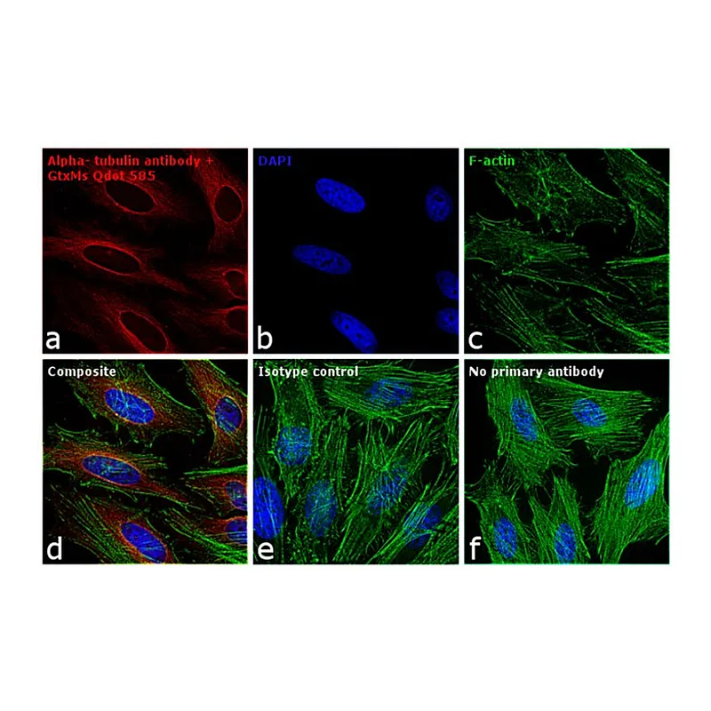 Thermo Fisher Scientific F(ab`)2-Goat anti-Mouse IgG (H+L) Secondary Antibody, Qdot 585