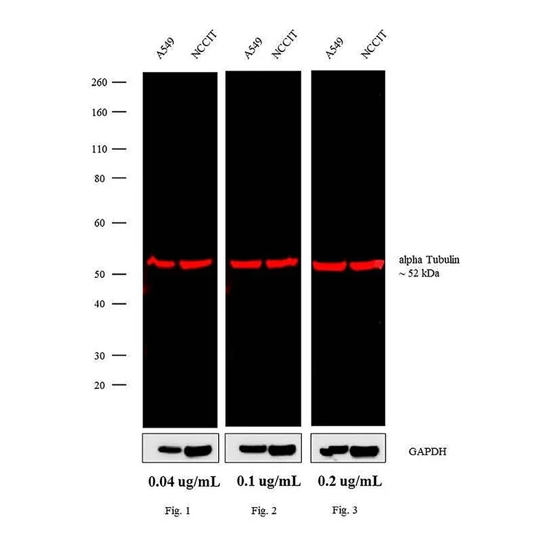 Thermo Fisher Scientific Goat anti-Rat IgG (H+L) Cross-Adsorbed Secondary Antibody, Alexa Fluor 680