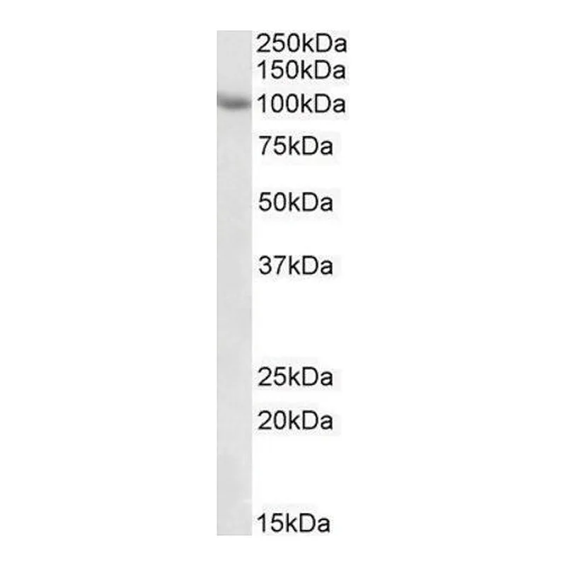 Merck Anti-TRIM71 antibody produced in goat