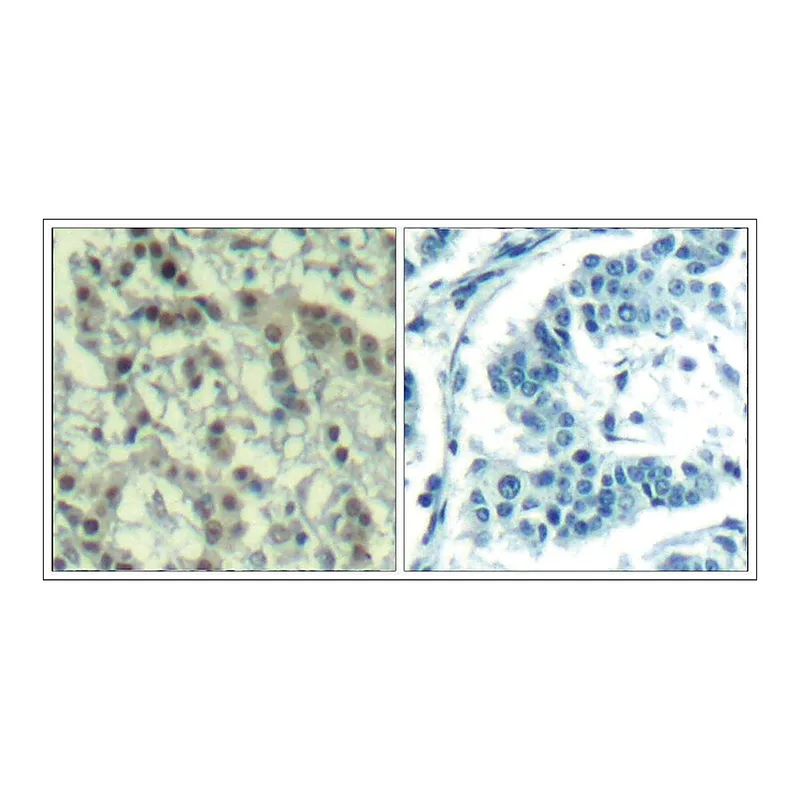 Merck Anti-phospho-AURKA (pThr288) antibody produced in rabbit