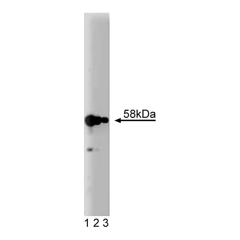 BD Purified Mouse Anti-Karyopherin α