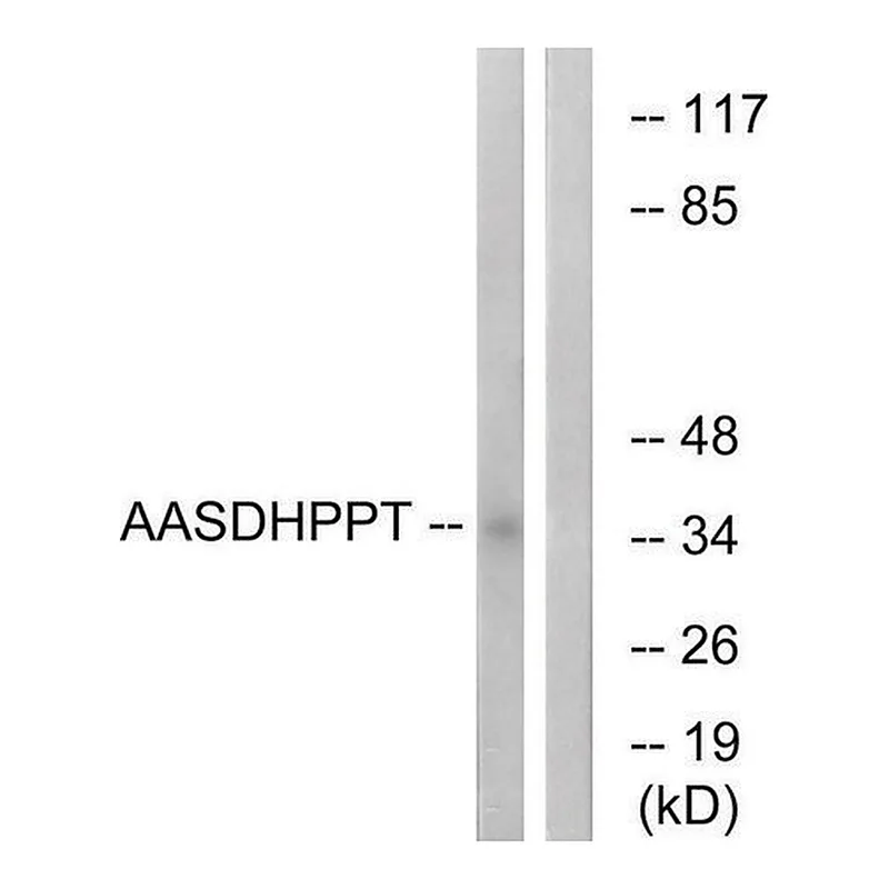 Merck Anti-AASDHPPT, N-Terminal antibody produced in rabbit