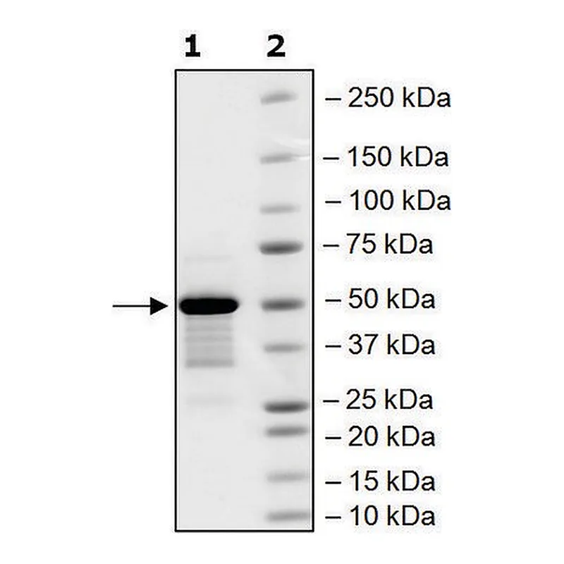 Merck BRD4, BD1, BD2 (49-460) His tag human