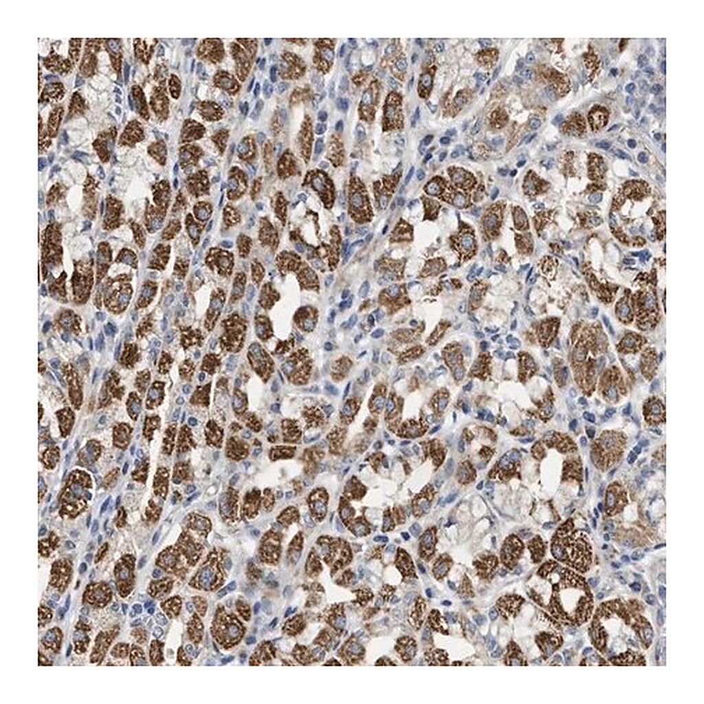 Merck Anti-DHX58 antibody produced in rabbit