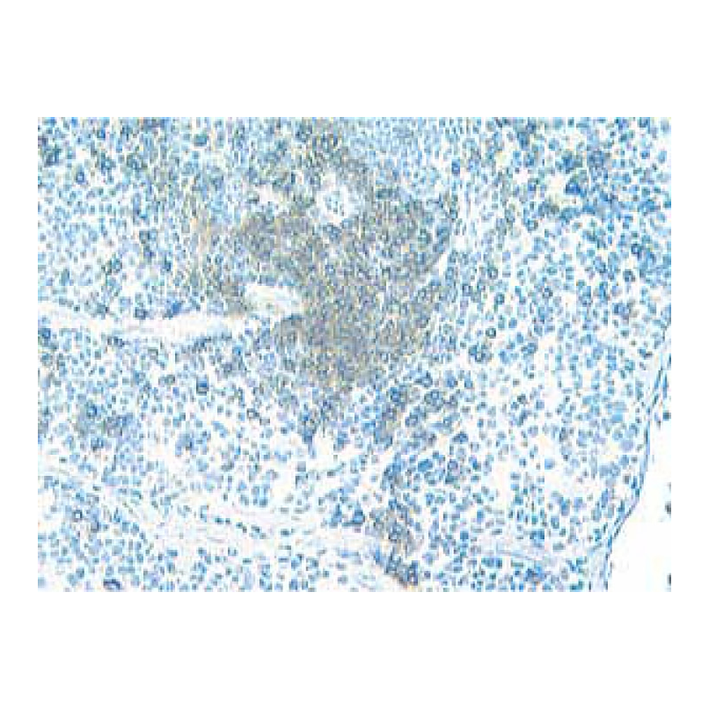 BD Purified Rat Anti-Mouse CD4