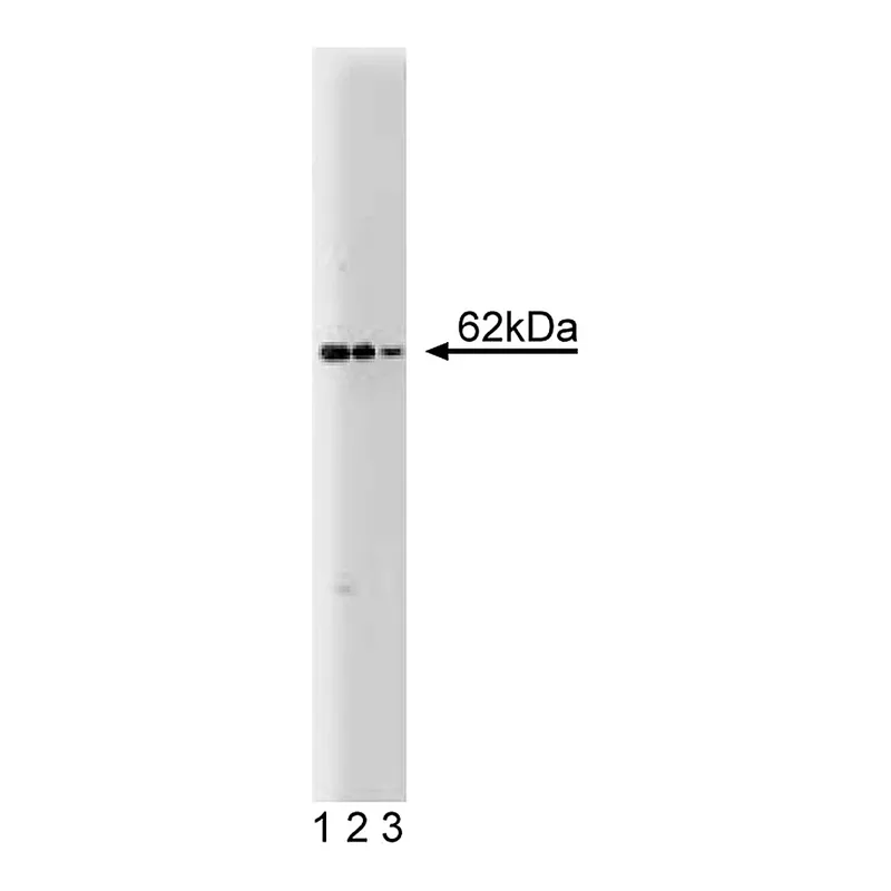 BD Purified Mouse Anti-Nucleoporin p62