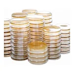 Kisanbio MBcell TSA (Tryptic Soy Agar) Plate / MB-T1052-P50