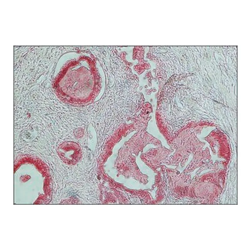 Merck ANTI-RABBIT IGG (WHOLE MOLECULE) &