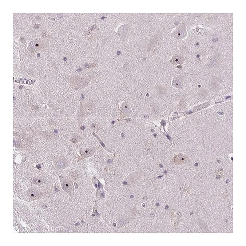 Merck Anti-NIFK antibody produced in rabbit