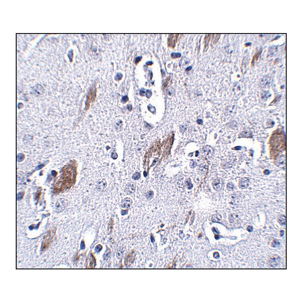 Merck Anti-ATOH8 antibody produced in rabbit