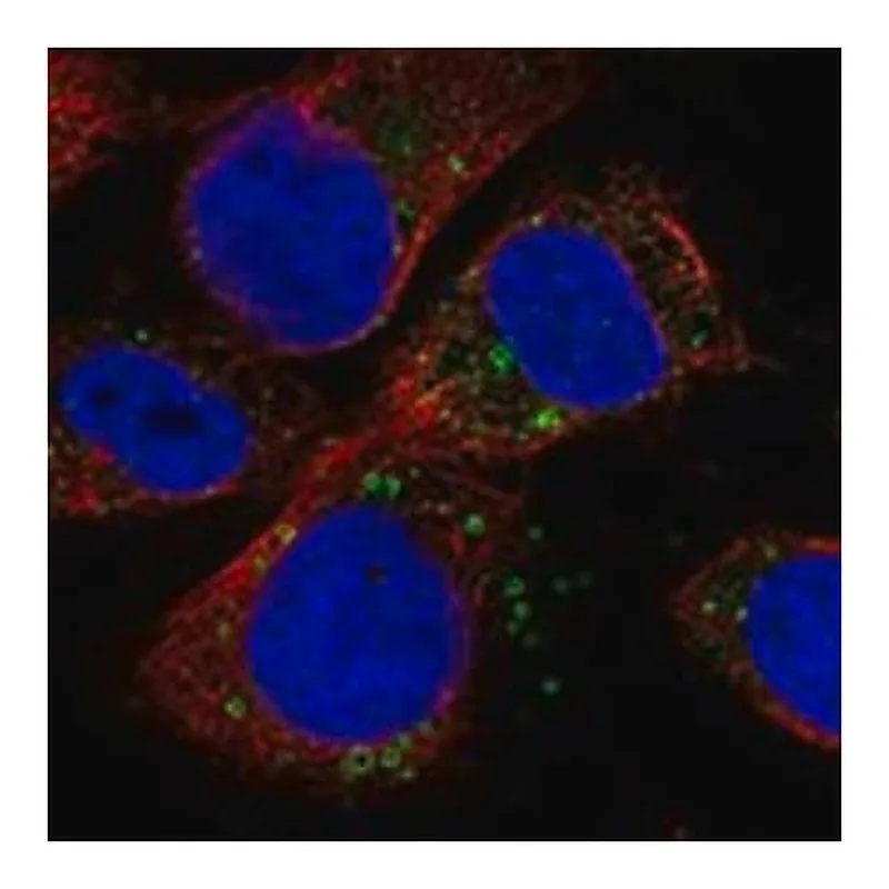 Merck Anti-IQSEC2 antibody produced in rabbit