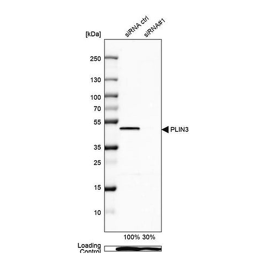 Merck ANTI-PLIN3 antibody produced in rabbit
