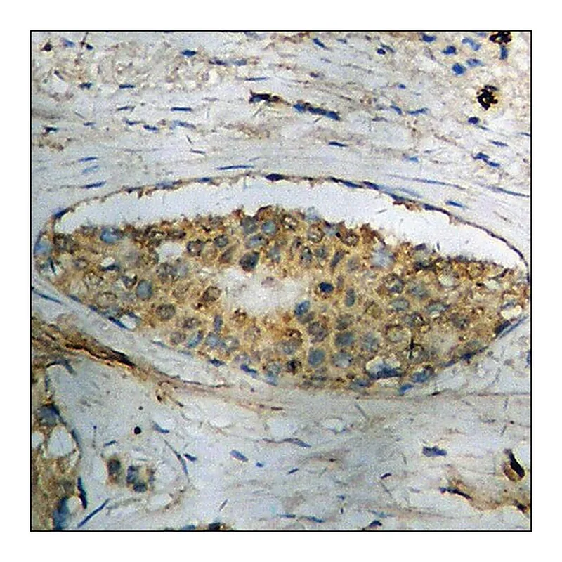 Merck Anti-phospho-STAT1 (pTyr701) antibody produced in rabbit