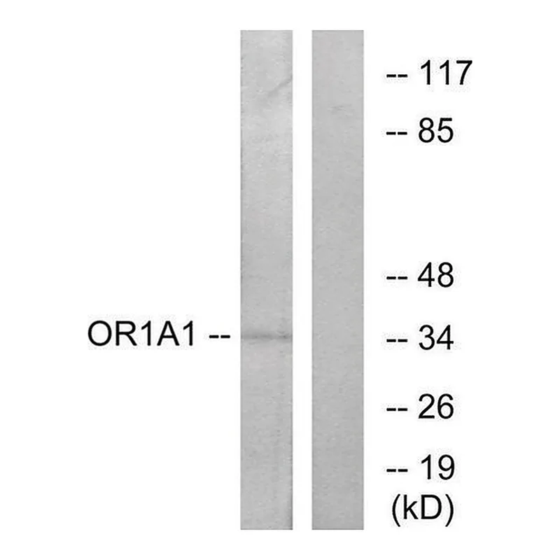 Merck Anti-OR1A1 antibody produced in rabbit