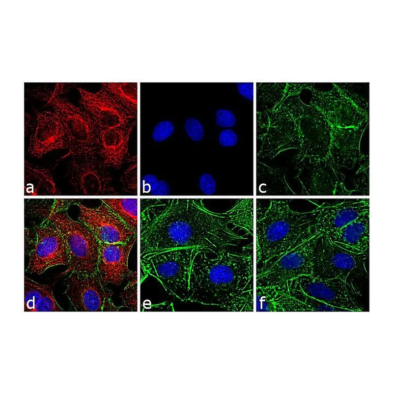 Thermo Fisher Scientific F(ab`)2-Goat anti-Rat IgG (H+L) Cross-Adsorbed Secondary Antibody, TRITC