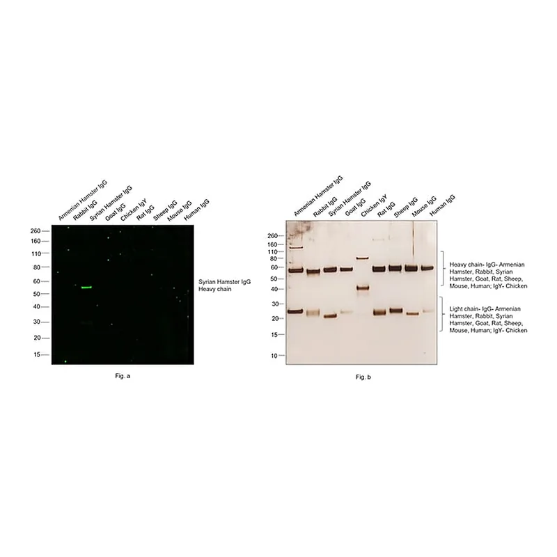 Thermo Fisher Scientific Goat anti-Syrian Hamster IgG (H+L) Cross-Adsorbed Secondary Antibody, Alexa Fluor 488