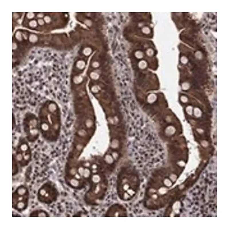 Merck Anti-CDCA7L antibody produced in rabbit