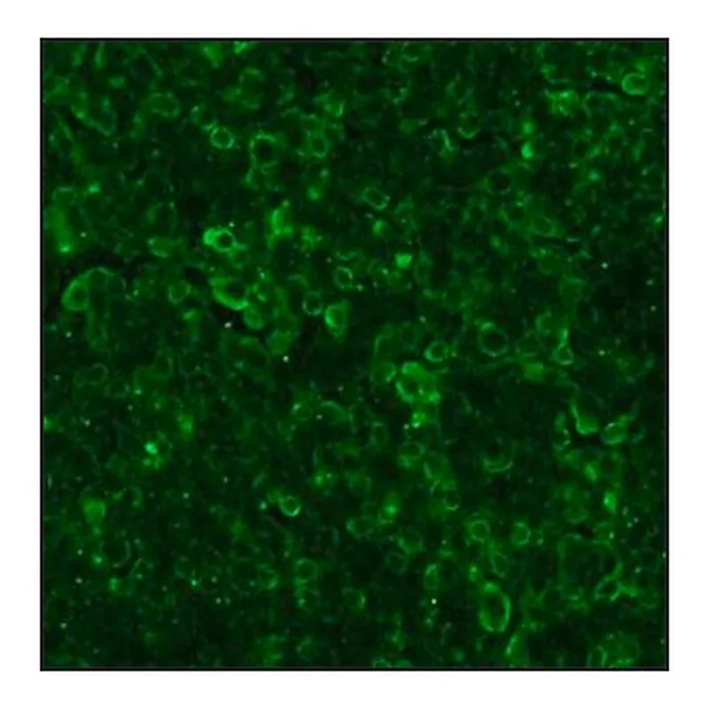 Merck ANTI-GOAT IGG (WHOLE MOLECULE) FITC &