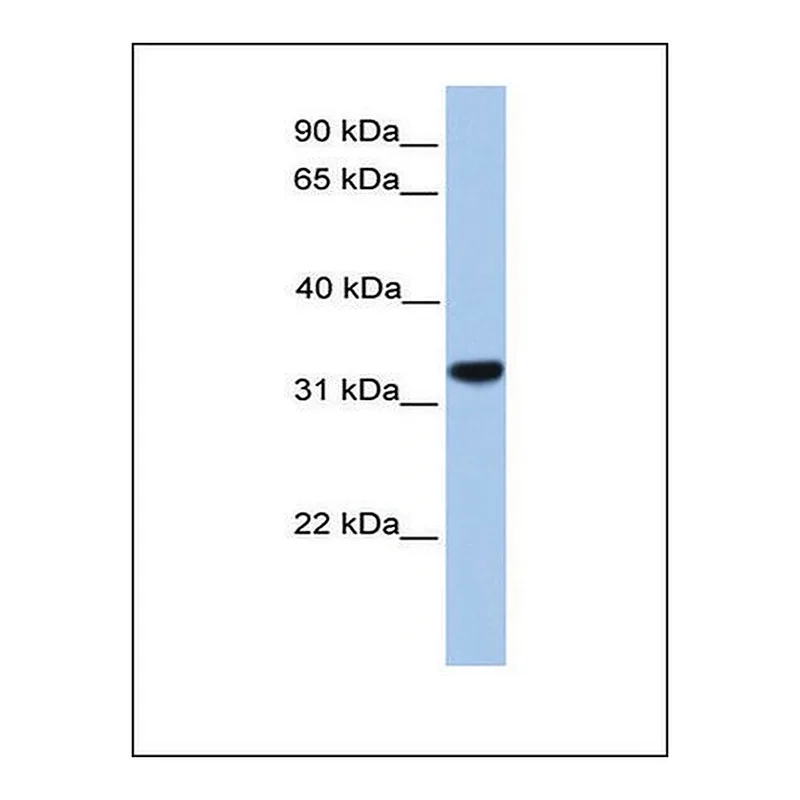 Merck Anti-CACNG4 antibody produced in rabbit