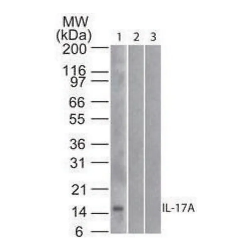 Merck Monoclonal Anti-IL-17A antibody produced in mouse