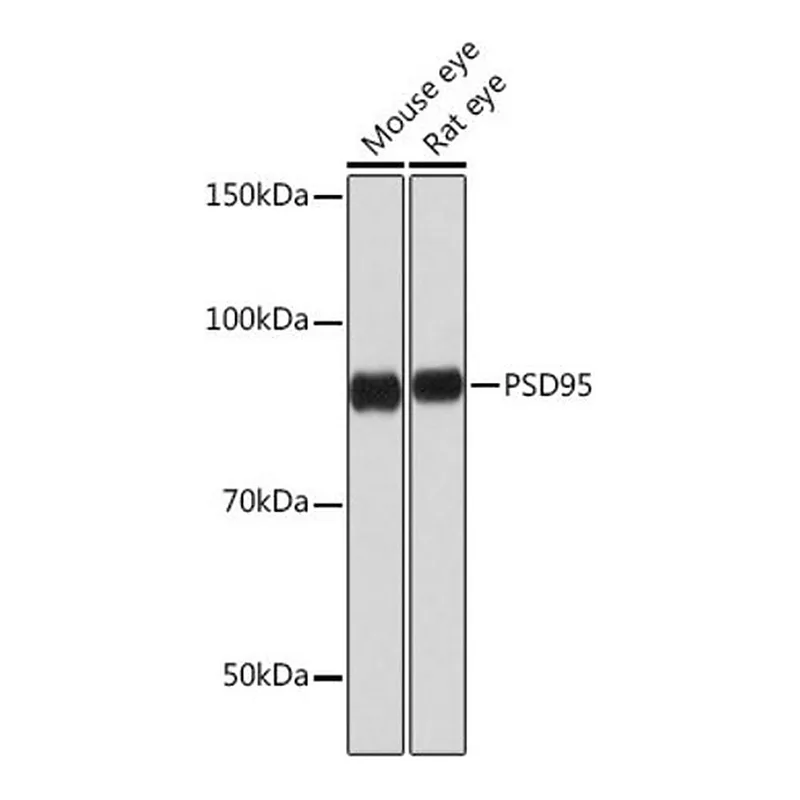Merck Anti-PSD95 antibody produced in rabbit