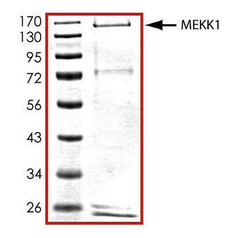 Merck MEKK1 (664-1512), active, GST tagged human