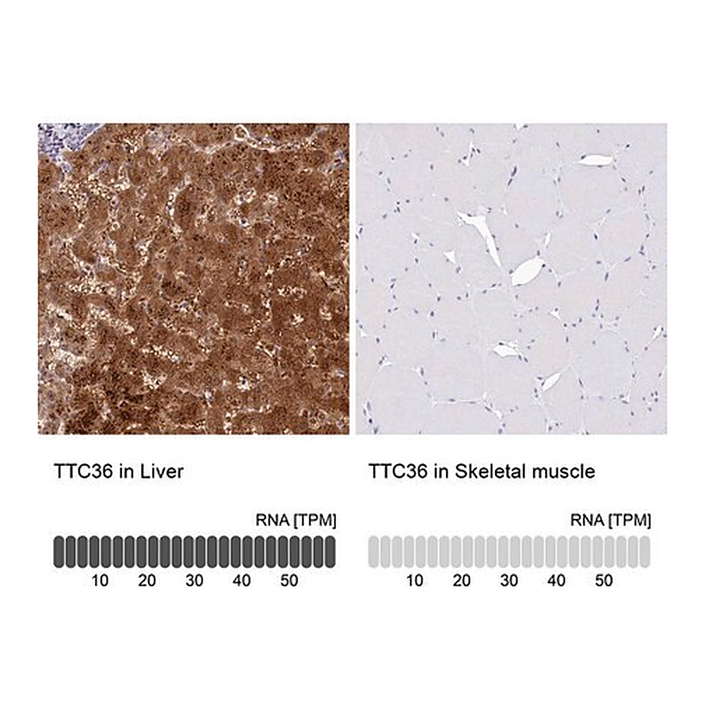 Merck Anti-TTC36 antibody produced in rabbit