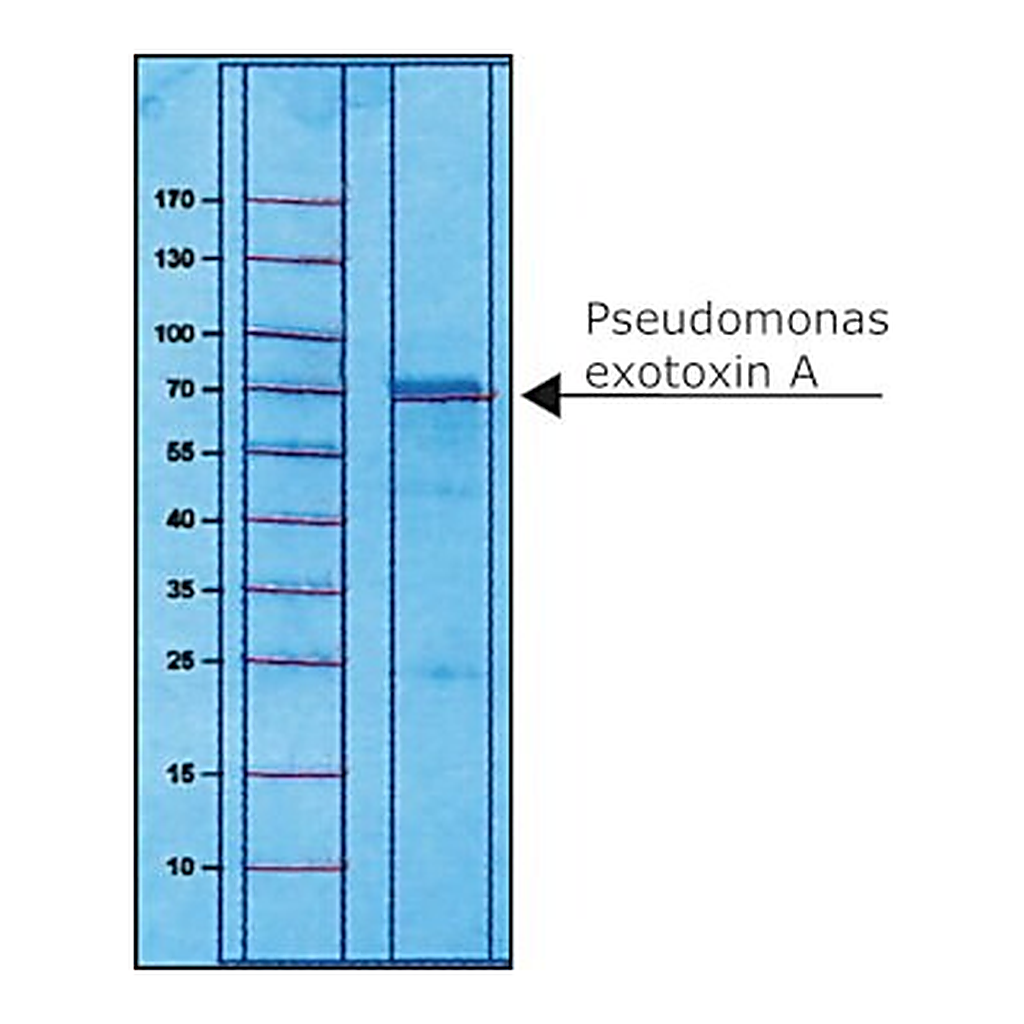 Merck PSEUDOMONAS EXOTOXIN A FROM PSEUDOMONAS
