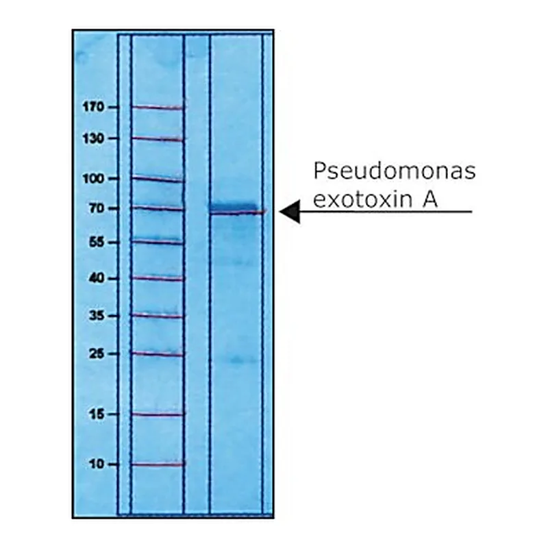 Merck PSEUDOMONAS EXOTOXIN A FROM PSEUDOMONAS