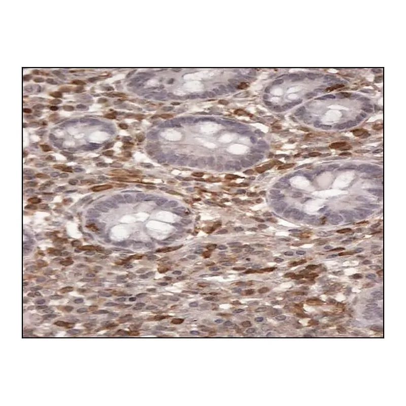 Merck Anti-S100A4/CAPL antibody produced in goat