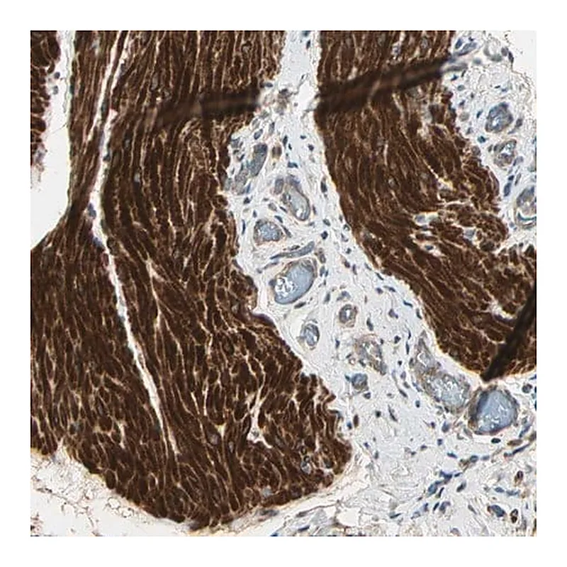 Merck Anti-ACVR1 antibody produced in rabbit