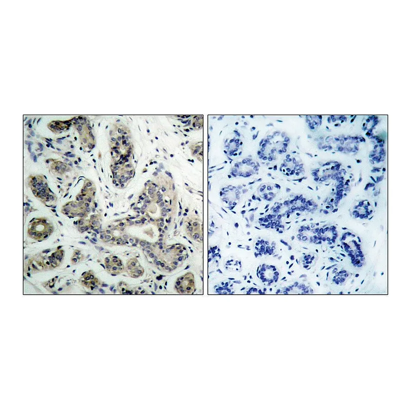 Merck Anti-PDK1 antibody produced in rabbit
