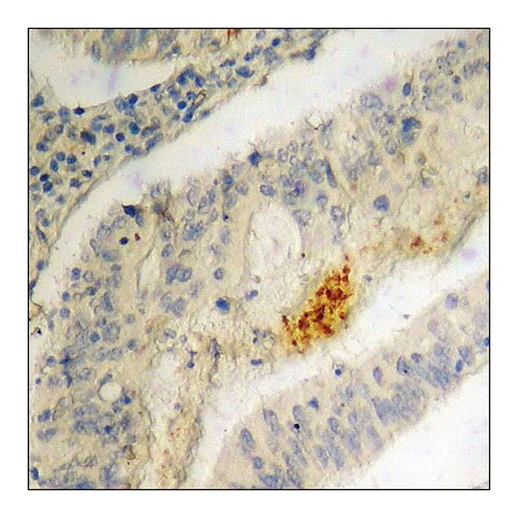 Merck Anti-phospho-IRF-3 (pSer396) antibody produced in rabbit