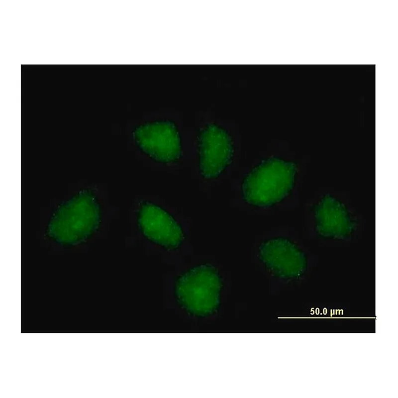 Merck Anti-C1ORF164 antibody produced in mouse