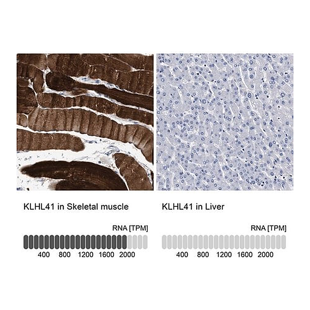 Merck Anti-KLHL41 antibody produced in rabbit