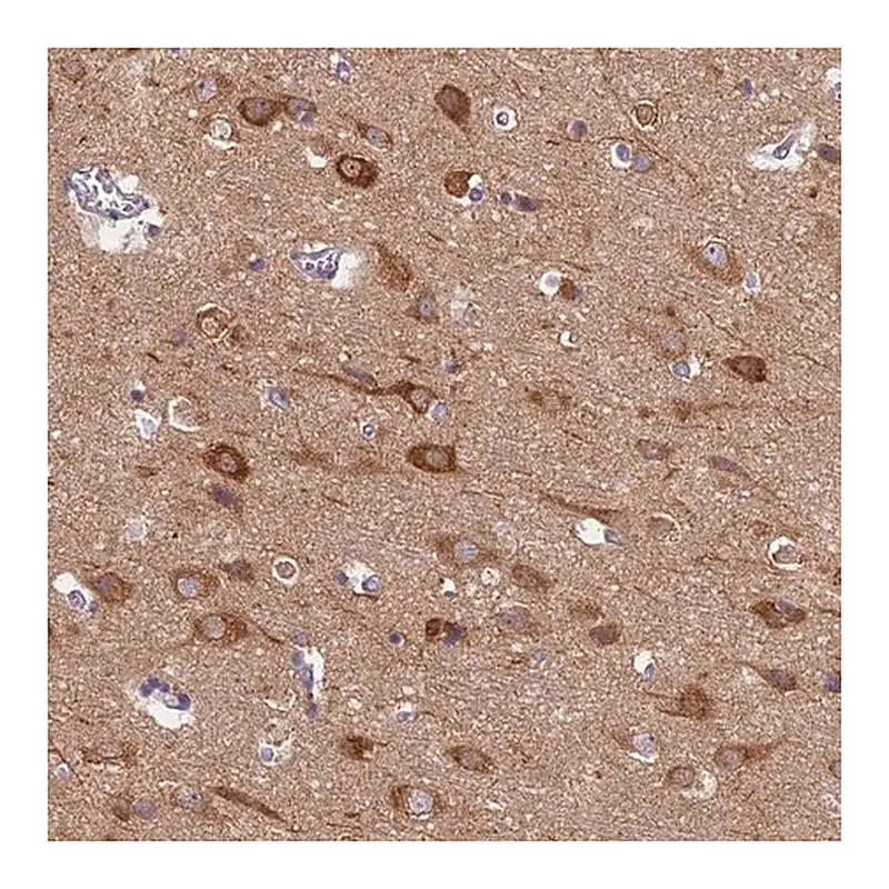Merck Anti-MRPS25 antibody produced in rabbit