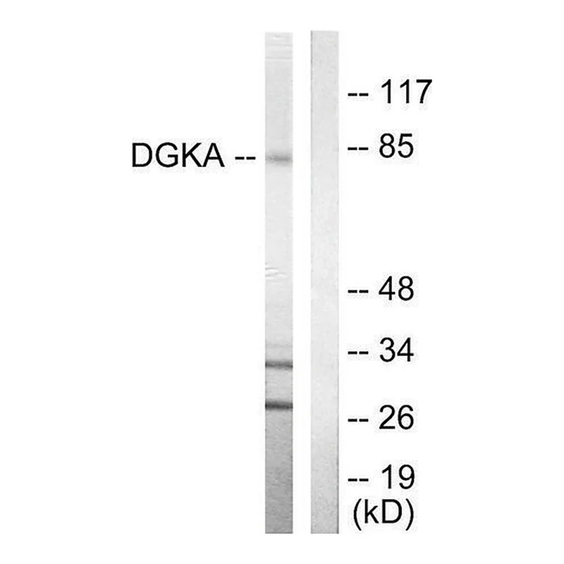 Merck Anti-DGKA antibody produced in rabbit