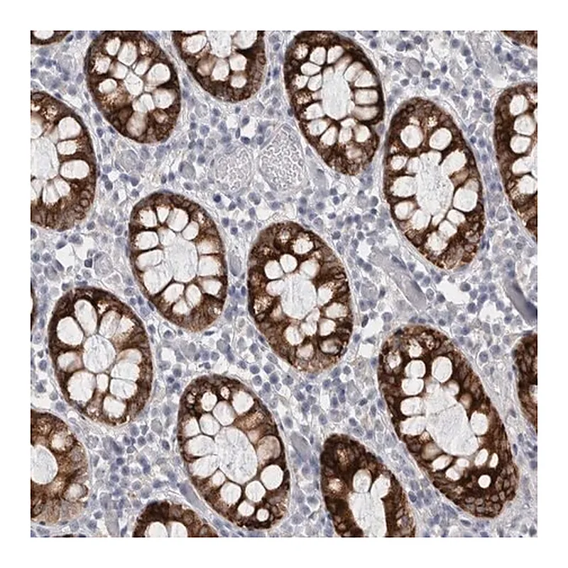 Merck Anti-PWP2 antibody produced in rabbit