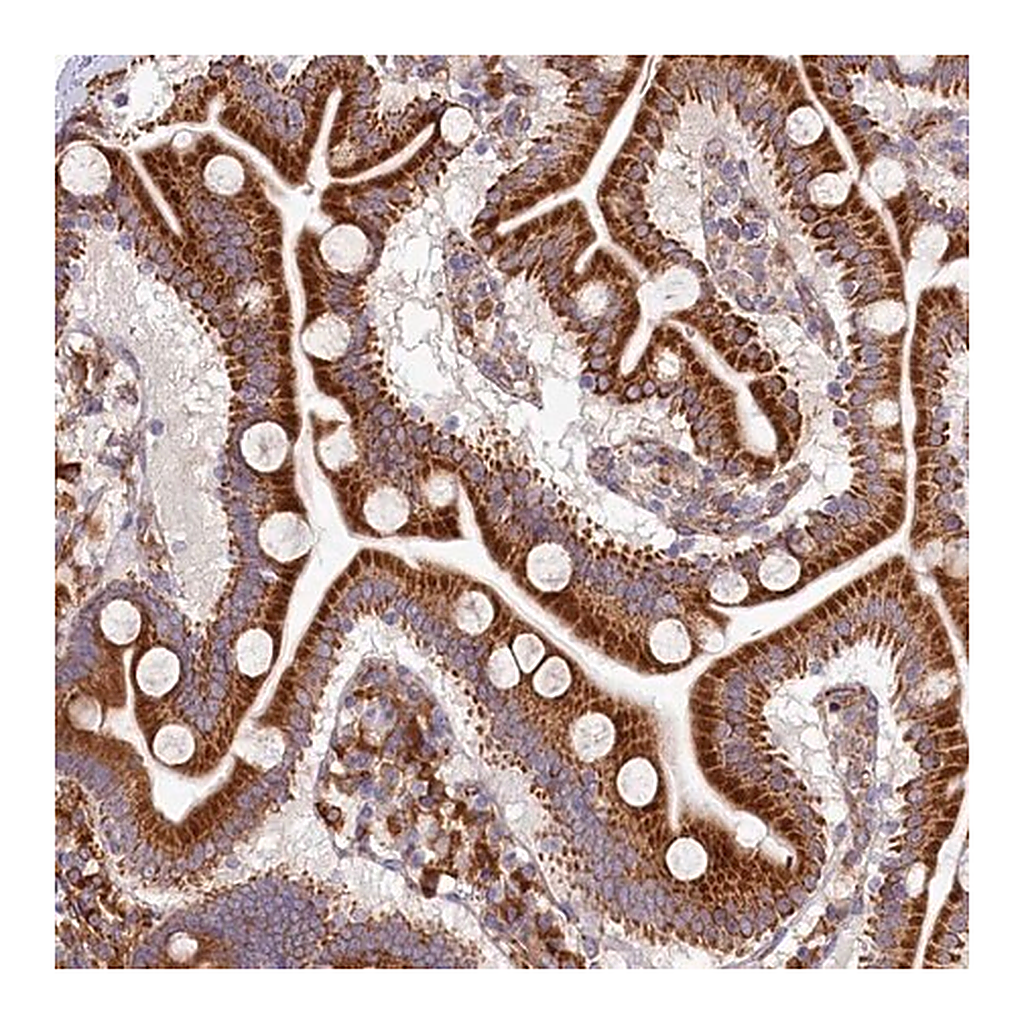 Merck Anti-CHID1 antibody produced in rabbit