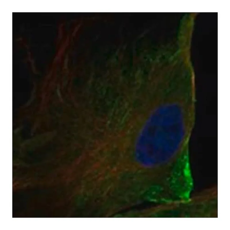 Merck Anti-ANO10 antibody produced in rabbit