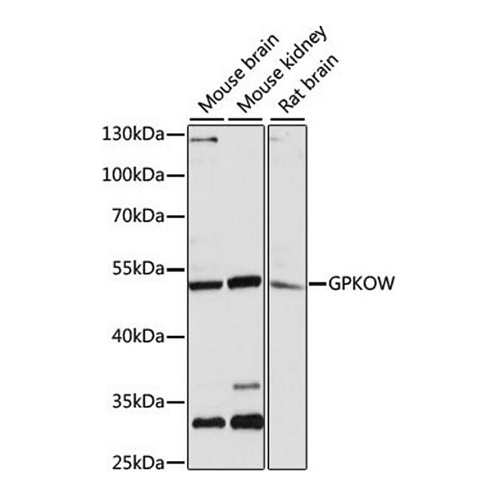 Merck Anti-GPKOW antibody produced in rabbit