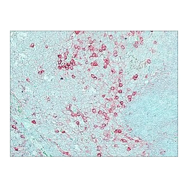 Merck ANTI-RABBIT IGG (WHOLE MOLECULE) &