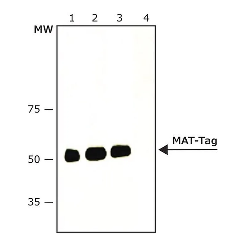 Merck Monoclonal Anti-MAT-Tag(R) antibody produced in mouse