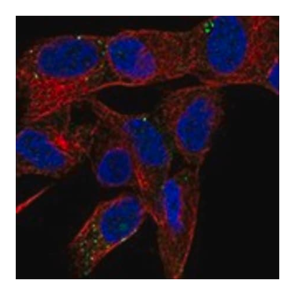 Merck Anti-PRSS27 antibody produced in rabbit