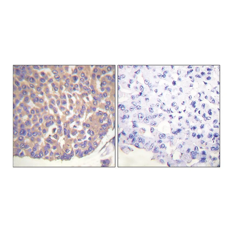 Merck Anti-Filamin A antibody produced in rabbit
