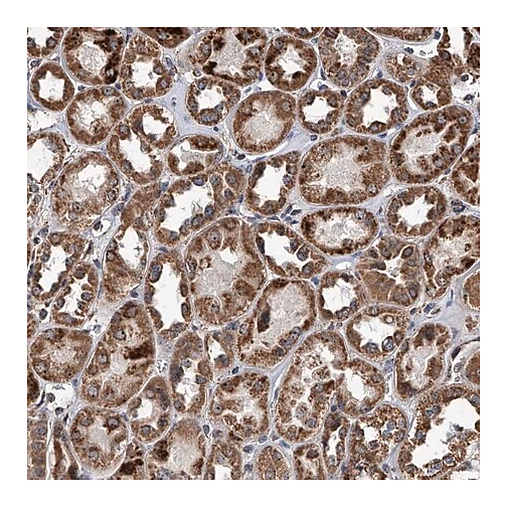 Merck Anti-SMPDL3A antibody produced in rabbit