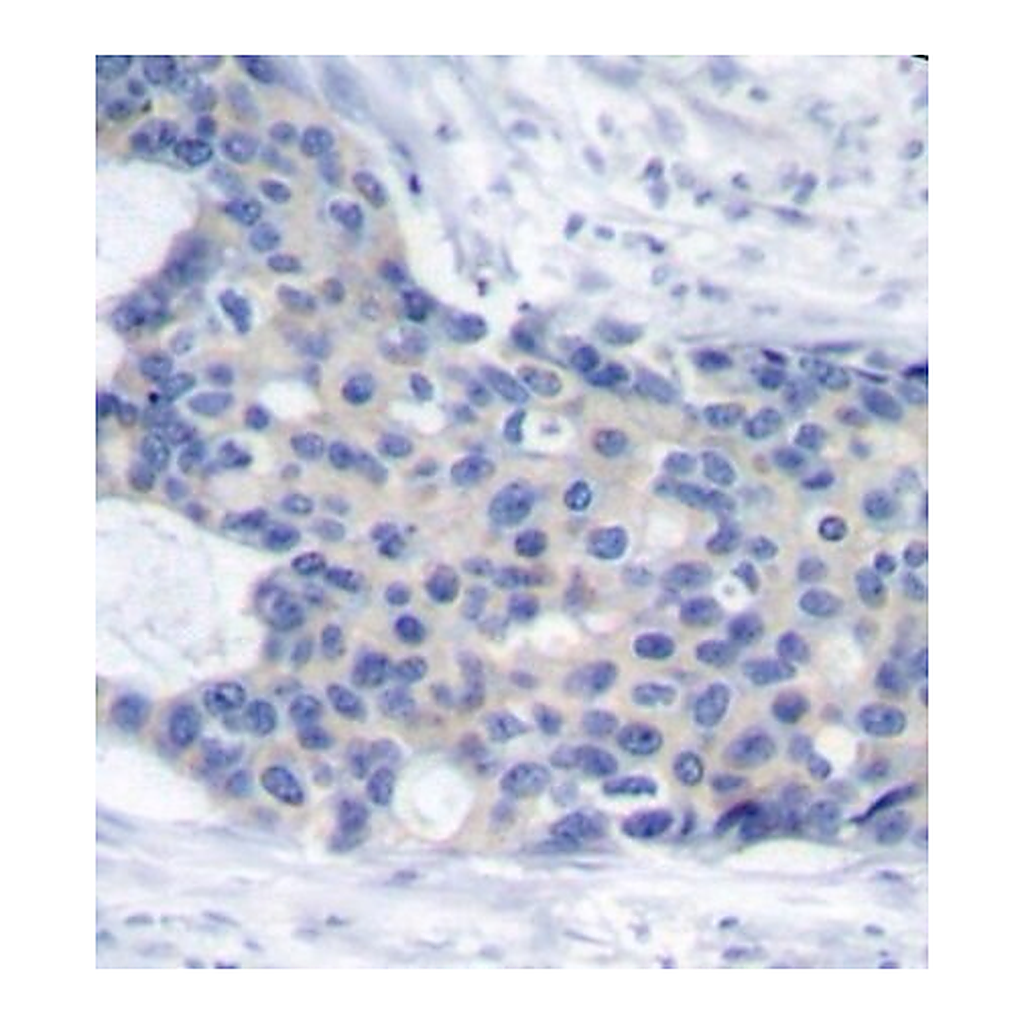 Merck Anti-Phospho-ZAP70-Y493 antibody produced in rabbit